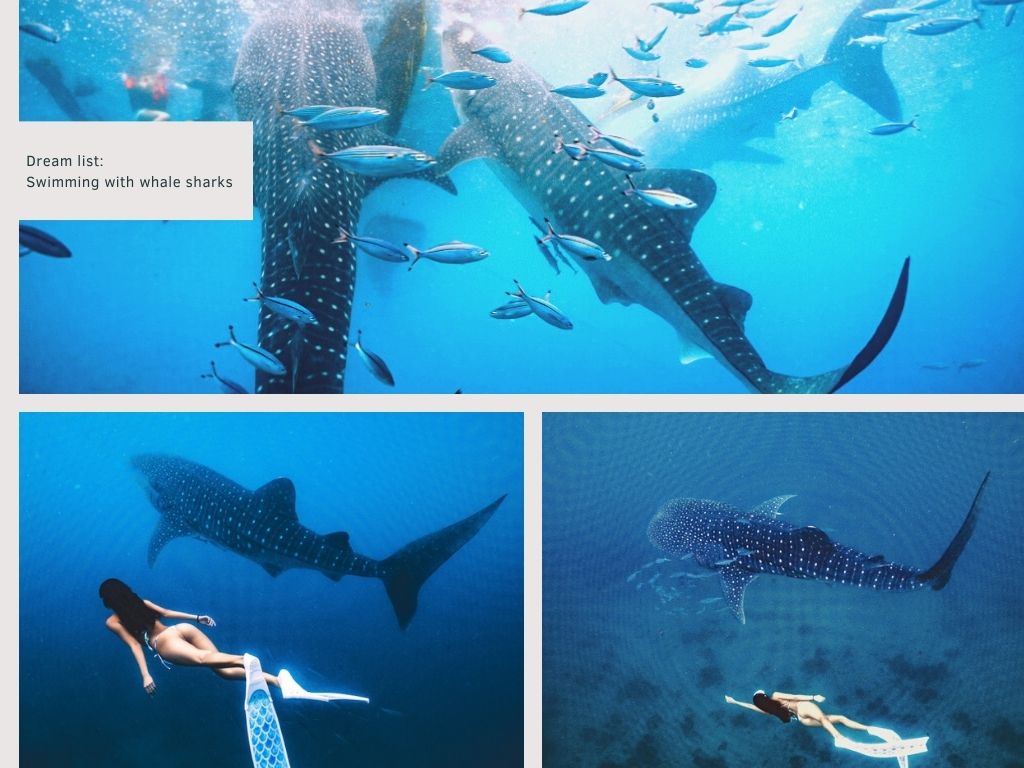鯨鯊,共游,菲律賓,邦勞,薄荷島,島嶼,潛水,景點,行程,潛旅,自由潛水,攝影